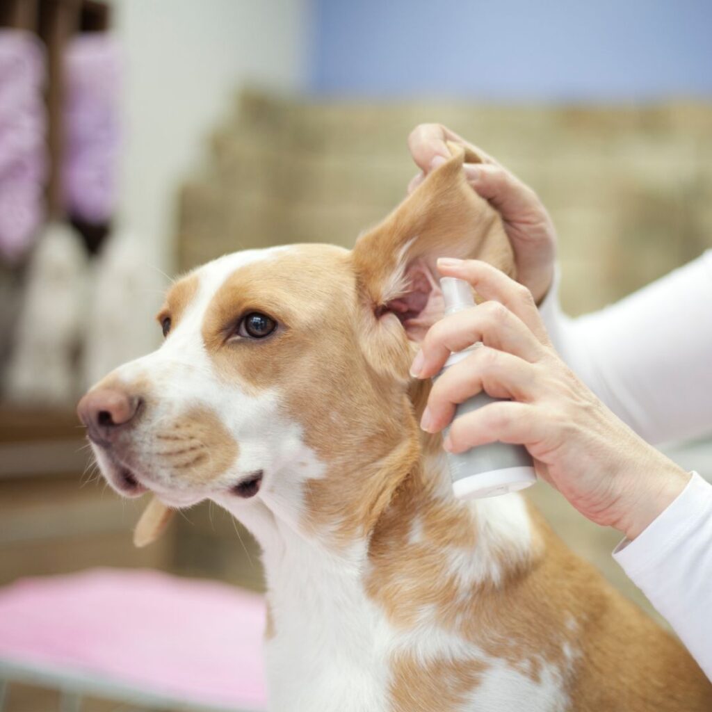 cleaning dog's ear with spray