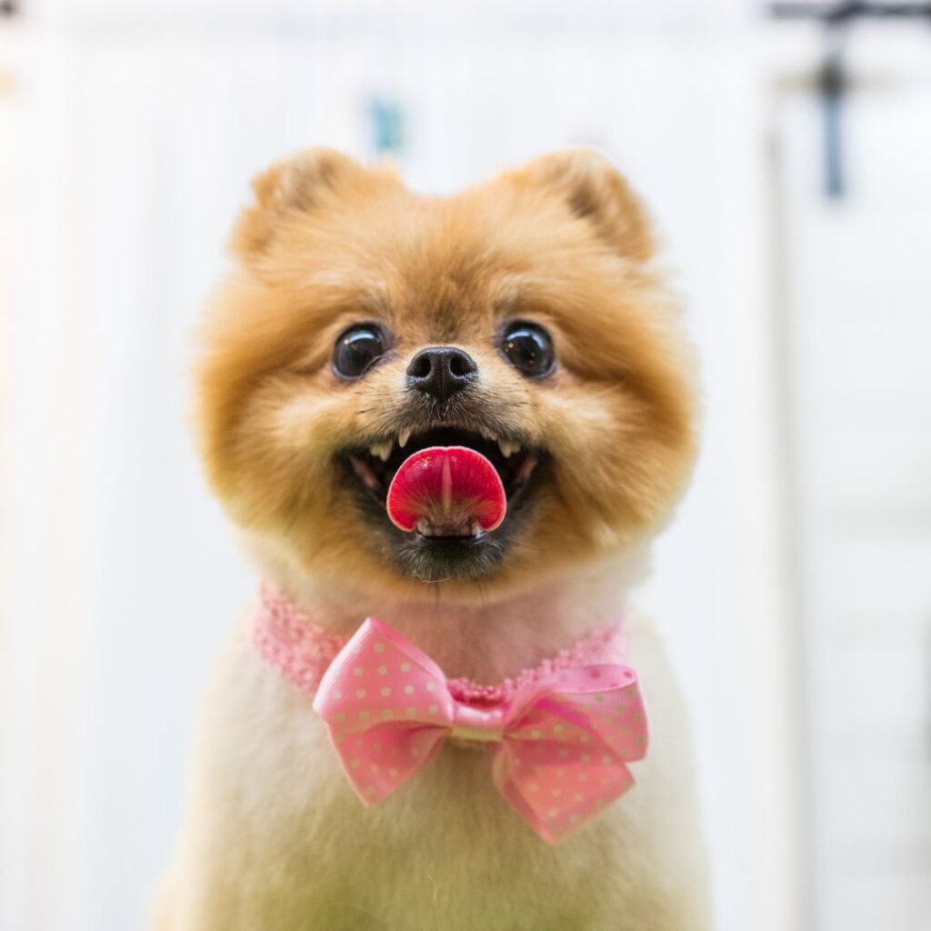 smiling little dog in a bow tie