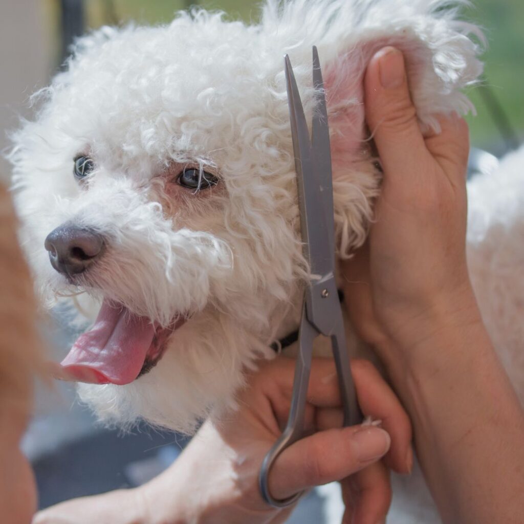 dog getting fur trimmed with scissors