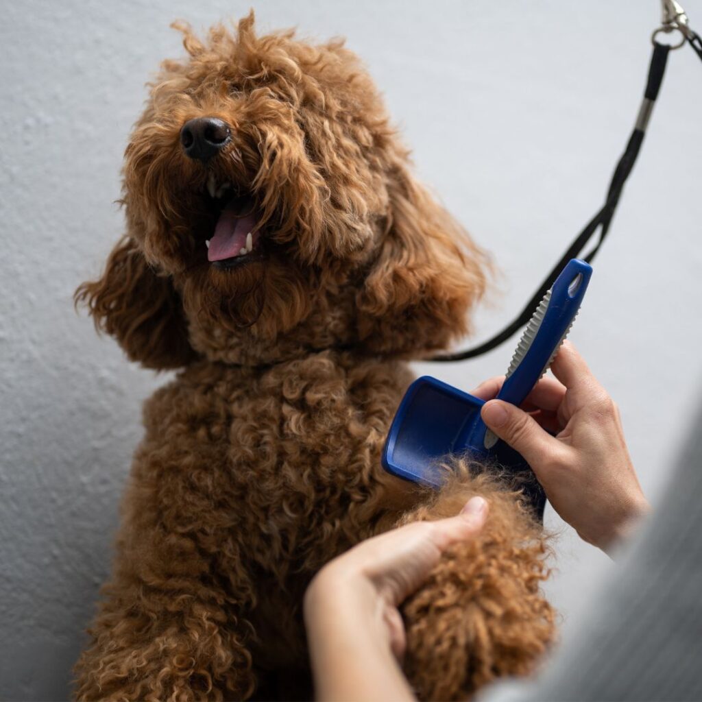 brushing long haired dog