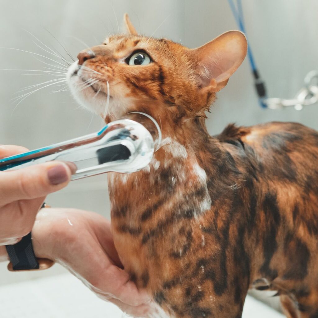 cat being rinsed with showerhead