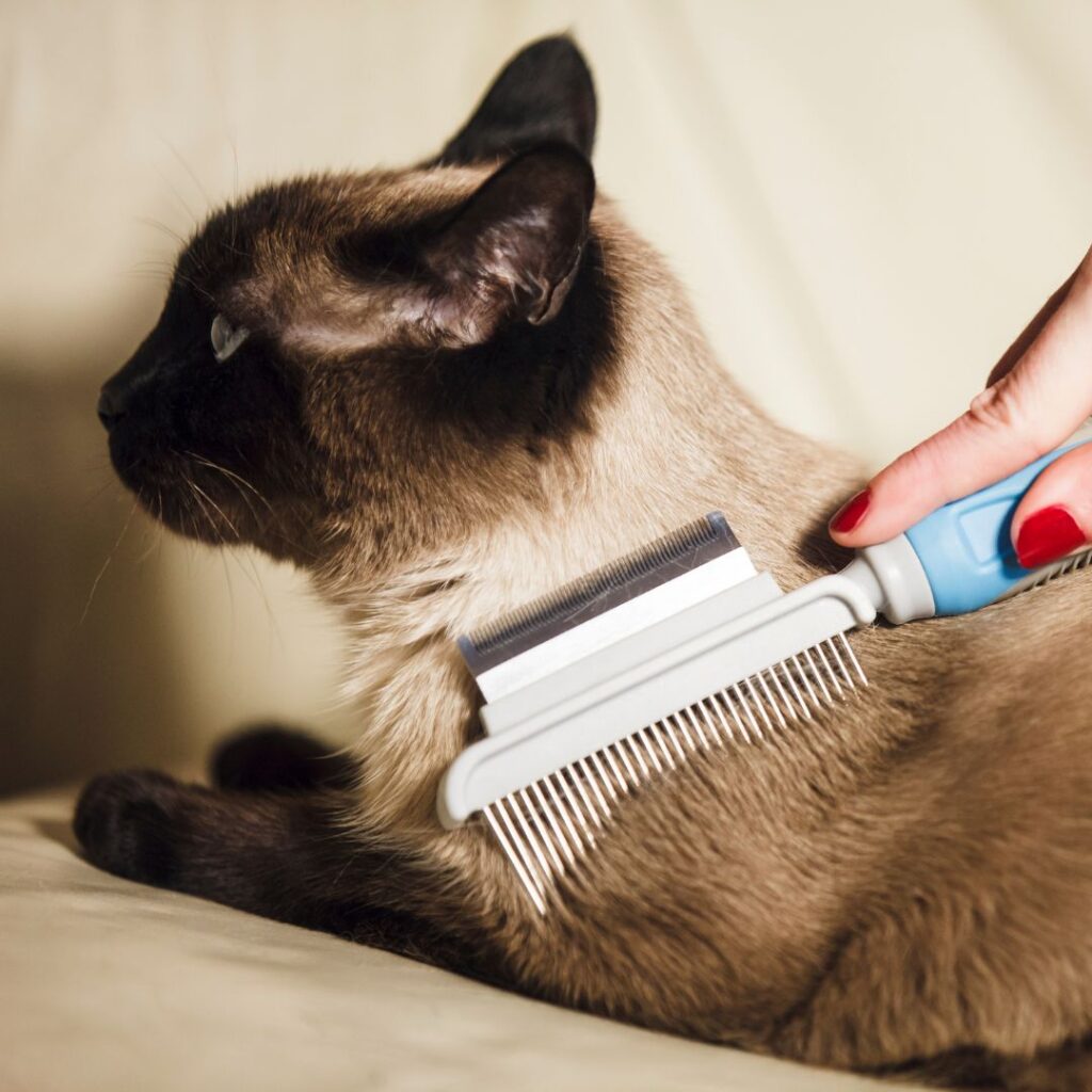 brushing a cat