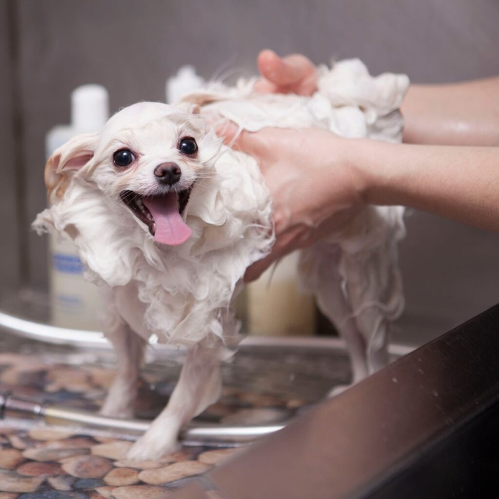tiny dog getting bath on tray
