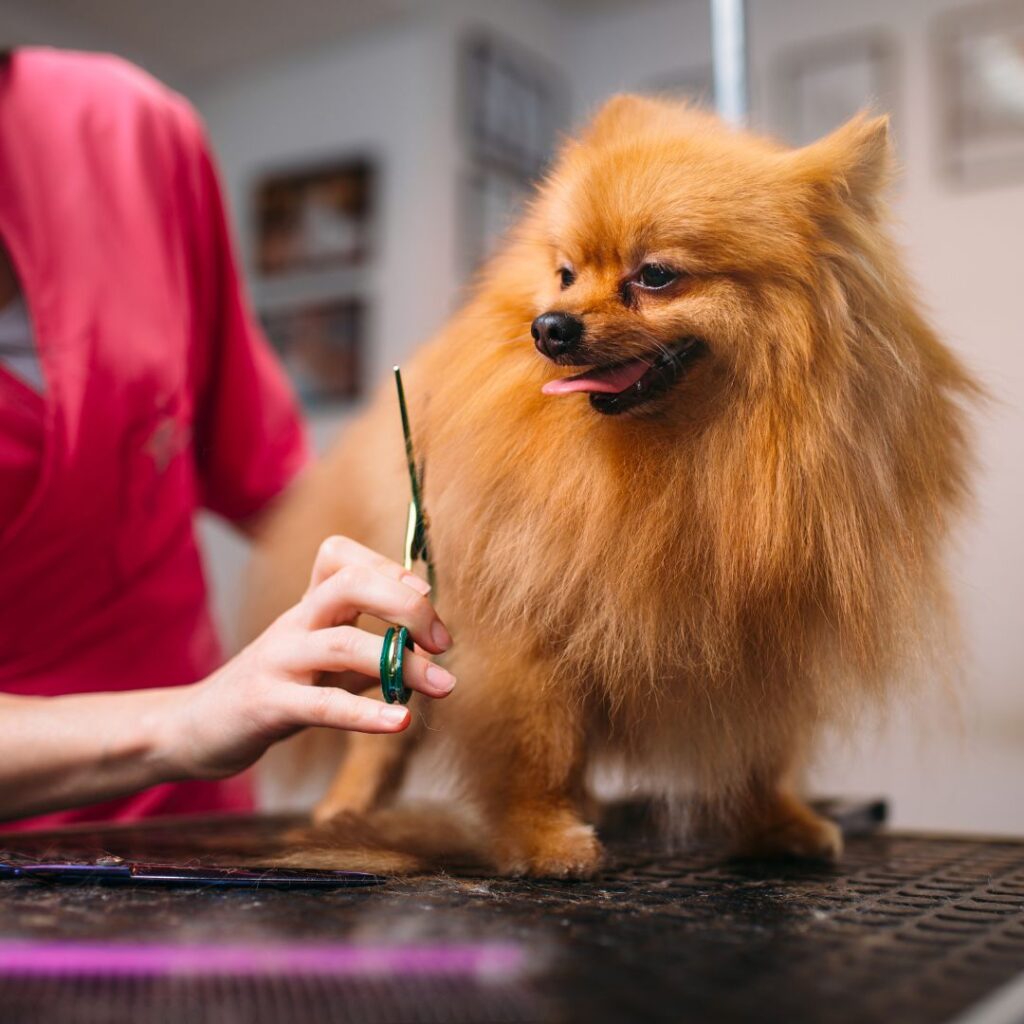 long haired dog getting fur trimmed