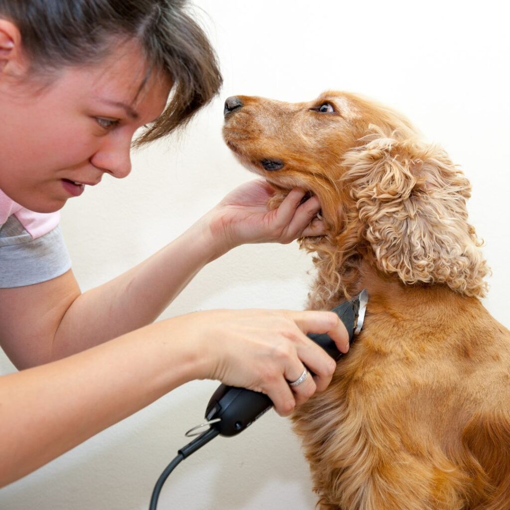 groomer using trimmer on dog