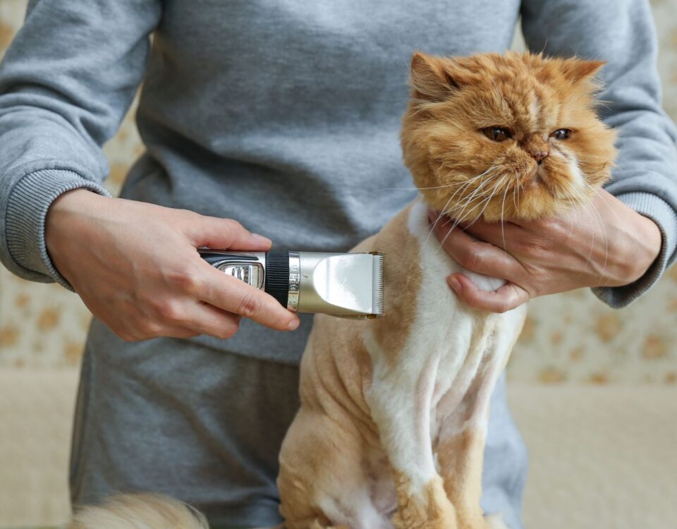cat being trimmed with electric buzzer