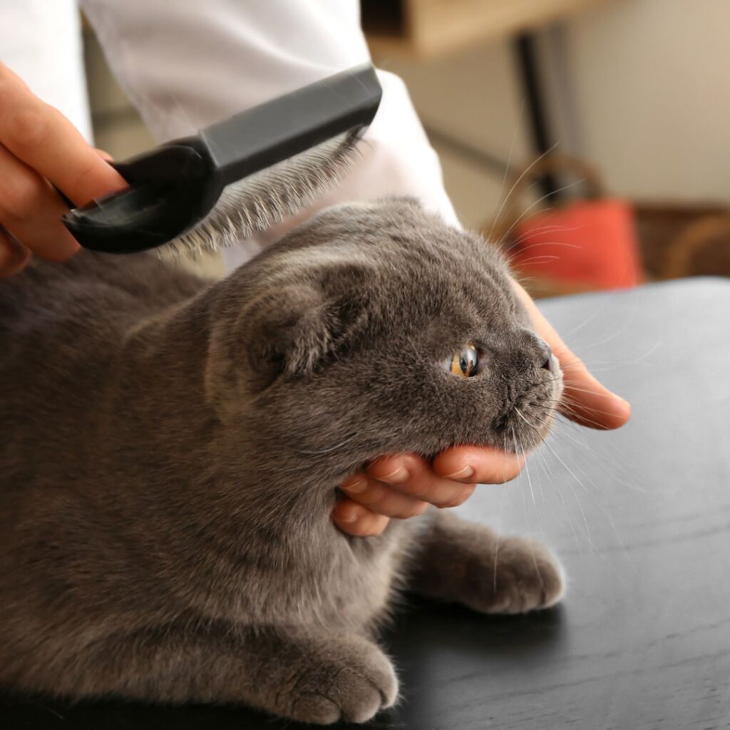 person combing cat