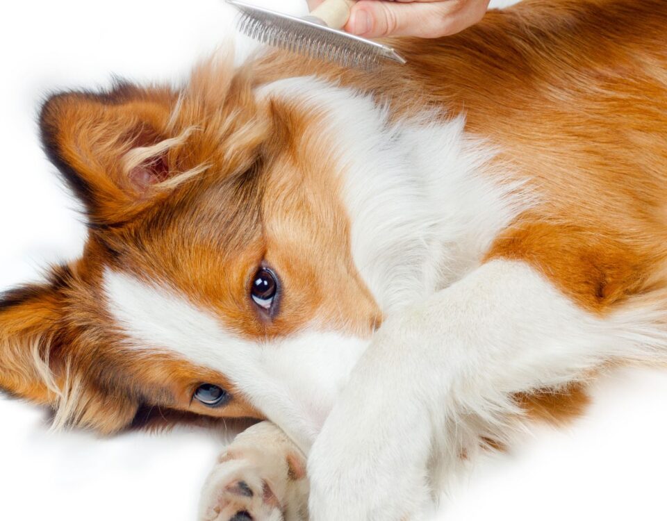 dog covering nose while being brushed