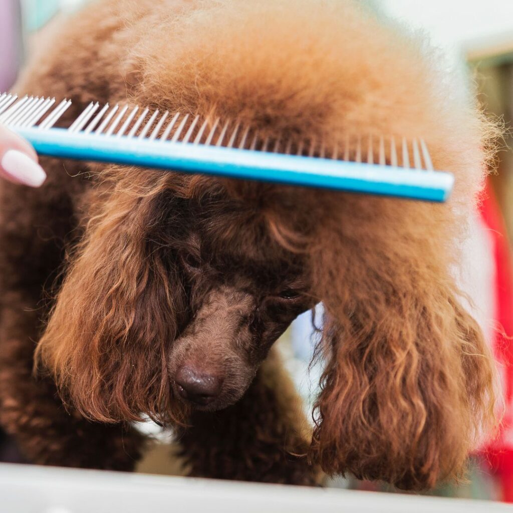 brushing dog's fur with comb