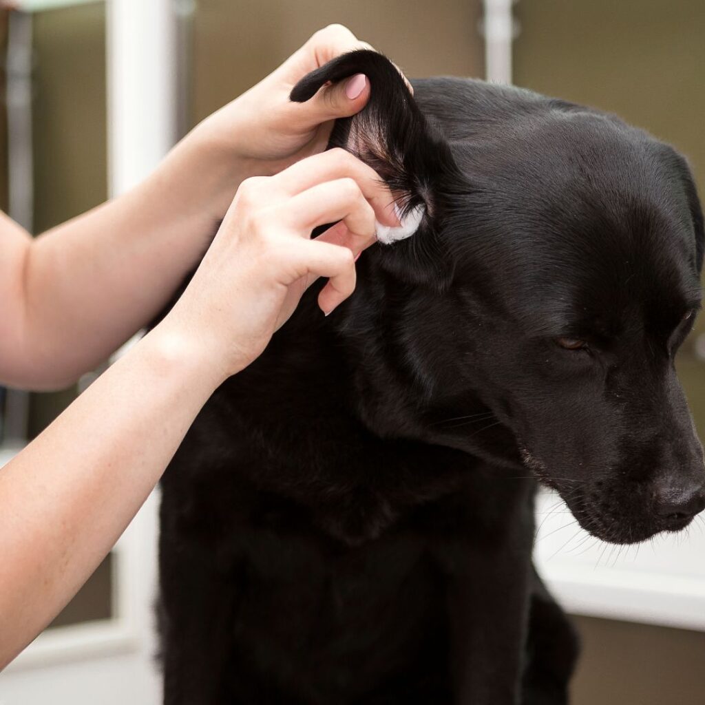cleaning dog's ear with q-tip