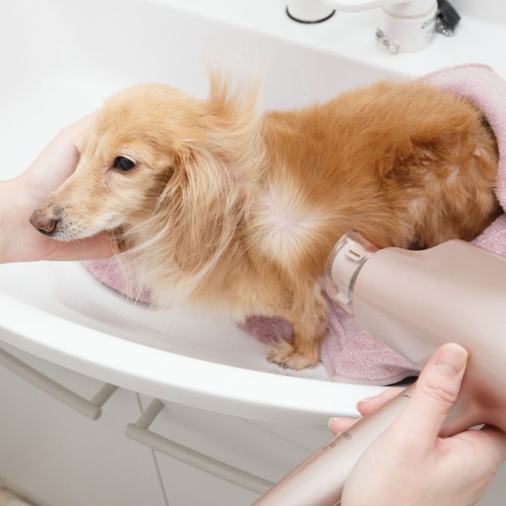 giving dog bath in sink