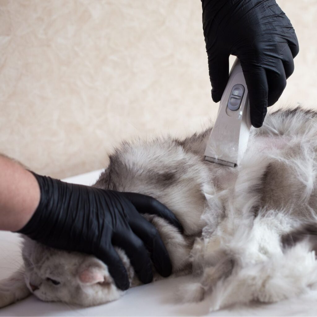 cat being shaved