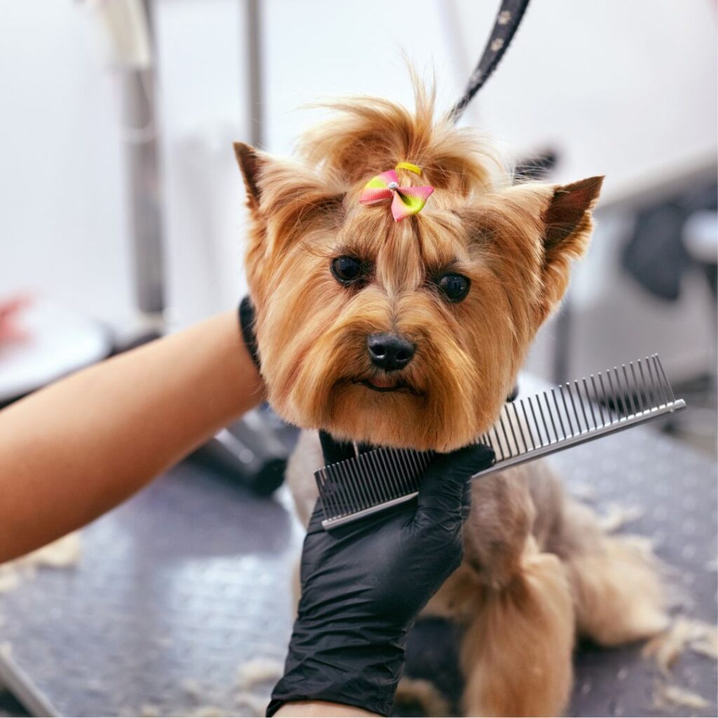 trimming dog's fur with scissors