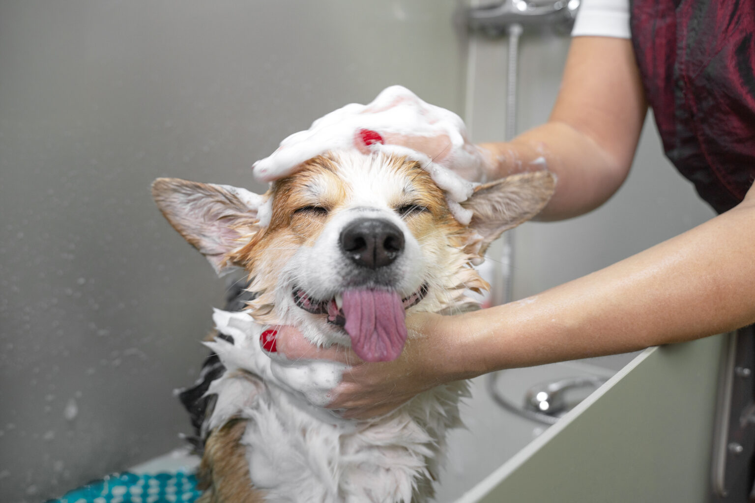 Puppy Nail Trimming Near Me in Ft Myers Furry Land Mobile Grooming