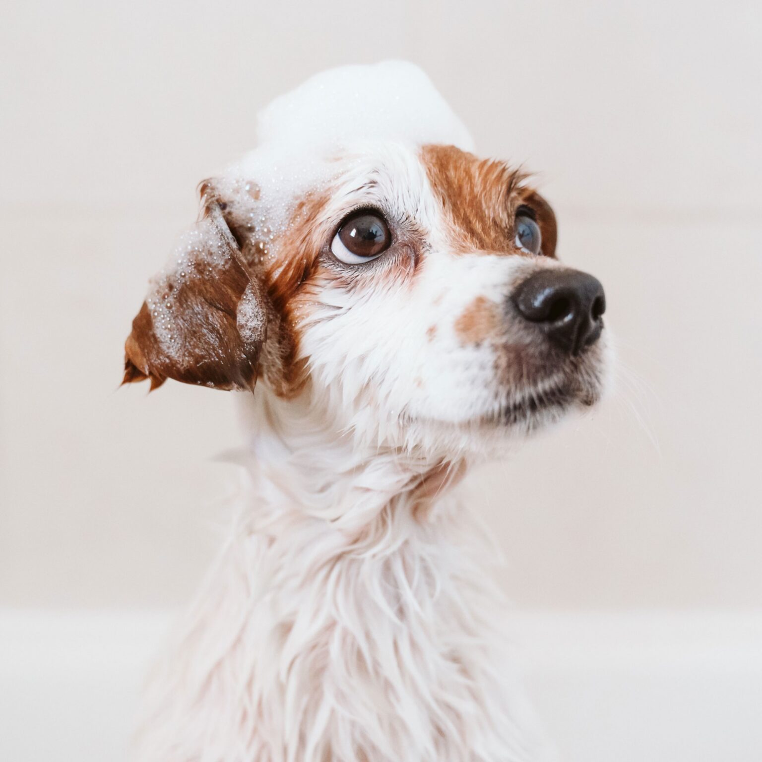 Dog.Grooming Near Me in Indianapolis | Furry Land Mobile Grooming